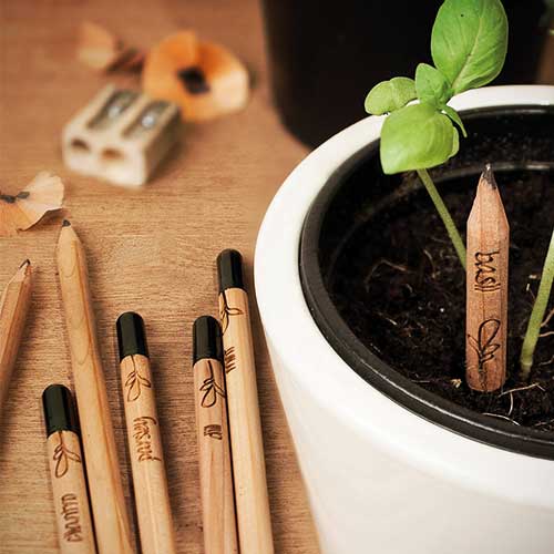 Wachsender Bleistift